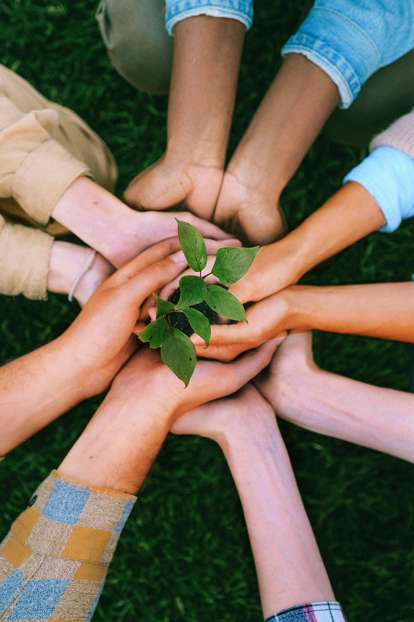 Hands coming together holding a plant symbolizing collaboration and growth